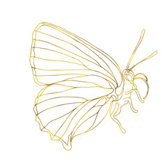 Gold butterfly line art illustration. Butterfly golden foil art illustration. Insect butterfly for stickers, tattoo, silhouette, scrapbook. Vector, isolate on white background