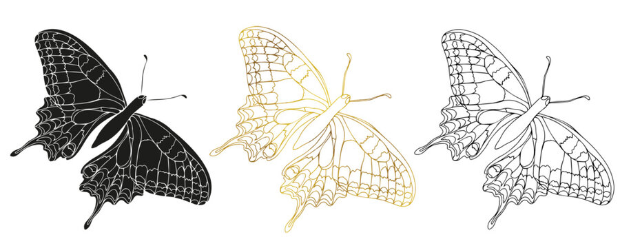 Butterfly black ink line art, silhouette illustrations. Insect set for coloring page, tattoo silhouette, hand drawn stickers, coloring page. Vector illustration, isolate on white background.