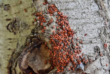 Firebug, Pyrrhocoridae, (Pyrrhocoris apterus). 07-15-2021, Middle Bohemia, Czech Republic.