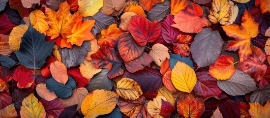 A variety of vibrant autumn leaves lie scattered on the ground, creating a colorful and natural carpet.