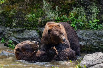 brown bear in water