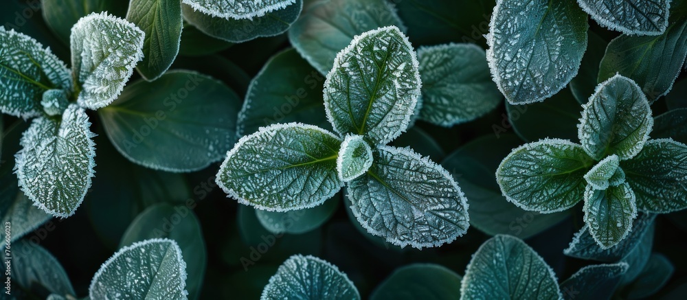 Poster a cluster of green leaves coated in a layer of frost, creating a striking contrast between the vibra