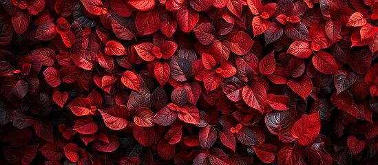 A grouping of vibrant red leaves adhered to a textured wall, creating a striking contrast.