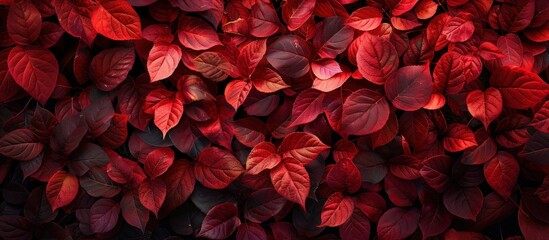 A cluster of red leaves tightly packed against a textured wall, creating a vibrant contrast in colors.