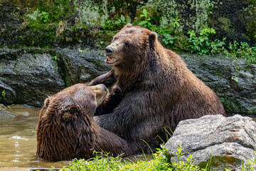 brown bear in the forest