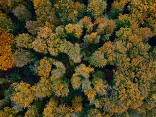 Dense, colorful forest photo took from a drone. 