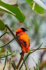 parrot