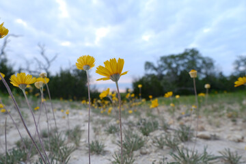 Four-nerve daisy flowers in Texas spring landscape. - 766607051