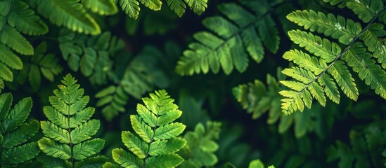 Detailed close-up of a green fern plant showing numerous leaves in vibrant green hues. - obrazy, fototapety, plakaty