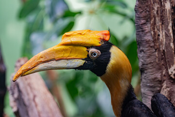 close up of a toucan