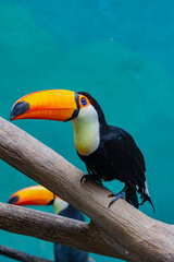 toucan on a tree