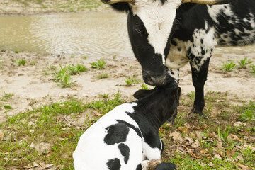 Corriente spotted cow with calf closeup on Texas farm - 766607665