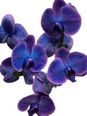 isolated blue tropical flowers