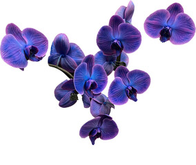 isolated blue orchid blooms