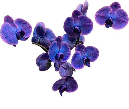 isolated blue orchid blooms png