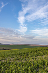 A rural South Downs view on a sunny spring evening
