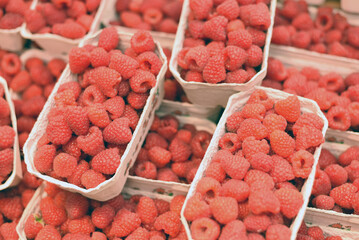 Lots of raspberries in trays
