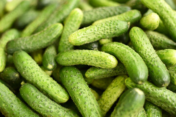 Shop with vegetables. Fresh cucumbers