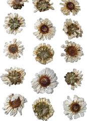  pressed cutout flowers © Amber
