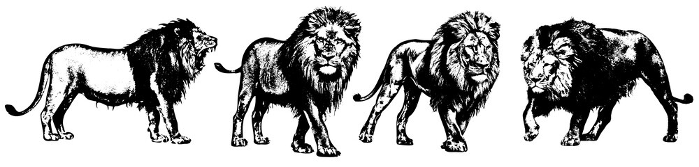 Lion Silhouette Vector Illustration