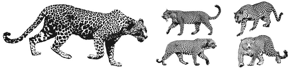 leopard silhouette illustration