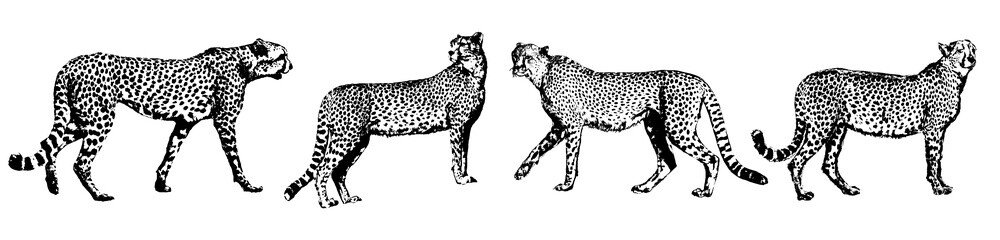 Cheetah Silhouette Vector Illustration