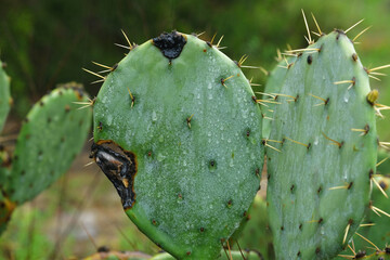 Rain water on wet prickly pear cactus closeup in Texas field during spring season weather. - 766610445