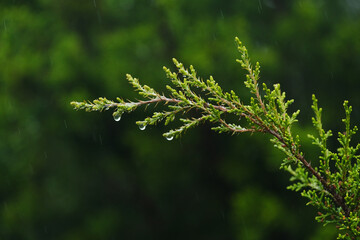 Rain drops on juniper in Texas nature with blurred background. - 766610882