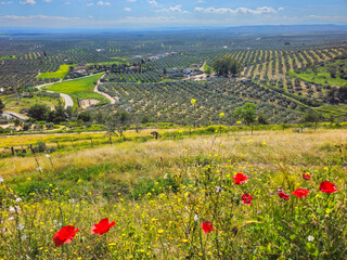 Olive field in Jaén from Baños de la Encina - 766612032