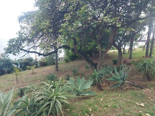 jardim, verde, final do dia, nuvens, arquipélago, ilha, ilha da madeira, ar livre, rua, natureza,...