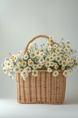 Fototapeta na wymiar A wicker basket brimming with fresh white daisies against a calm grey backdrop, invoking a serene ambiance.