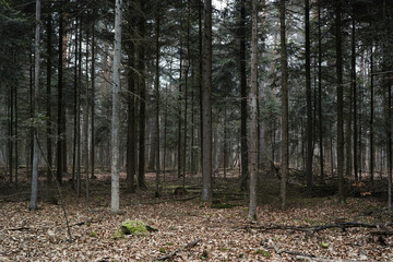 Fototapeta premium Spruce Forest