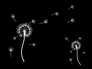 Dandelion_background7-14.eps
