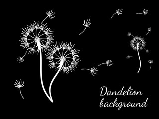 Dandelion_background7-46.eps