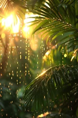 Tuinposter Sunlight Filtering Through Palm Tree Leaves © yganko