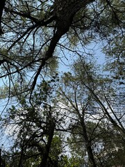 Fototapeta premium copos de arboles