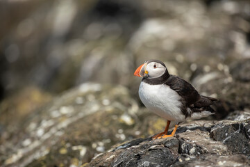 close up of Atlantic Puffin bird or common Puffin  Fratercula arctica