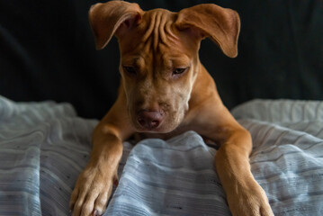 Pitbull dog sitting on a sofa quite attentive.