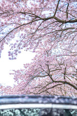 cherry blossom with gray cloudy sky and wind blowing

