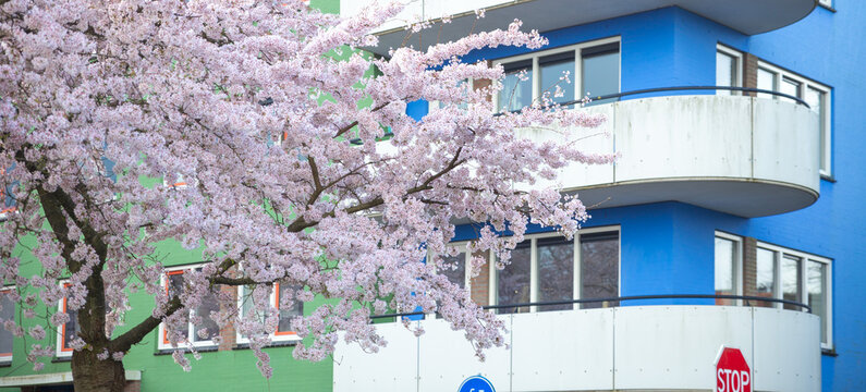 cherry blossom with colorful buildings in Almere Buiten, Netherlands, sakura
