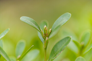sprout of littleleaf box wood in spring
