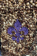 The fleur-de-lis of hyacinths against the background of flower bulbs