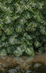 Monstera plant in tropical forest, botanical garden
