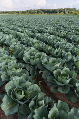 A field with beds of organic cabbage. Fresh green cabbage leaves closeup. Agriculture. Healthy diet. - 766619424