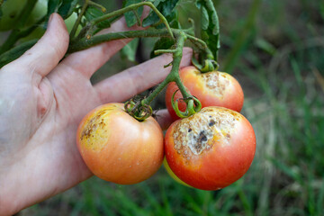 A farmer inspects spoiled tomatoes with spots affected by late blight. Growing vegetables, preventing diseases