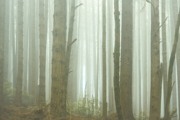 Eerie Fog Settles Over Varied Tree Trunks