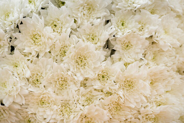 Closeup of Wild white daisies in a bouquet. Selective soft focus. Gardening concept - 766620660