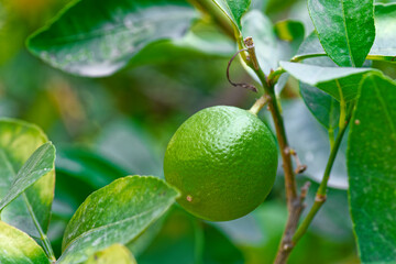 Close-up of unripe green mandarin grows on a tree in the garden - 766620669
