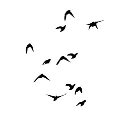 Fototapeta premium Flying birds silhouettes on white background. Vector illustration. isolated bird flying. tattoo design.