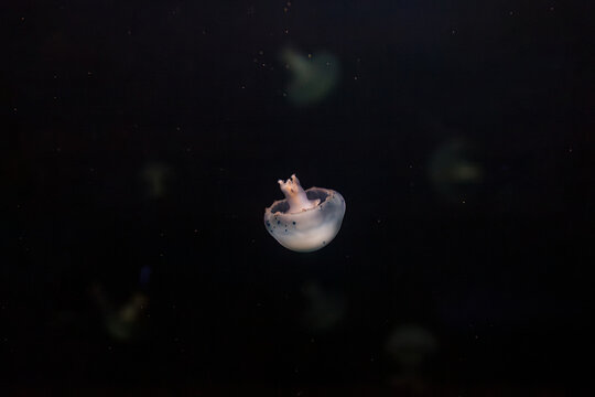 underwater photos of jellyfish Stomolophus meleagris, Cannonball jellyfish
